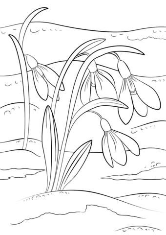 Snowdrops First Sign Of Spring Coloring Page